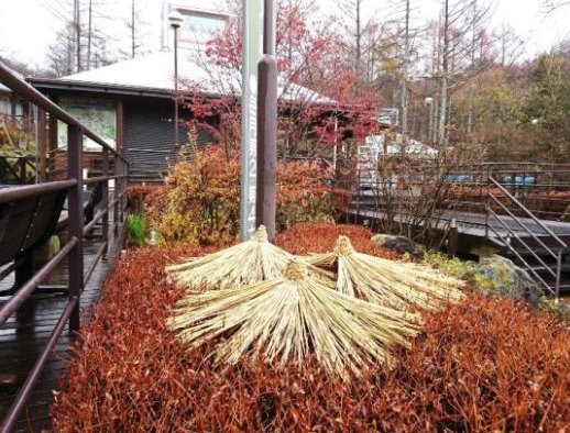 わらぼっち りんご 雪待ちの月 東急リゾートタウン蓼科