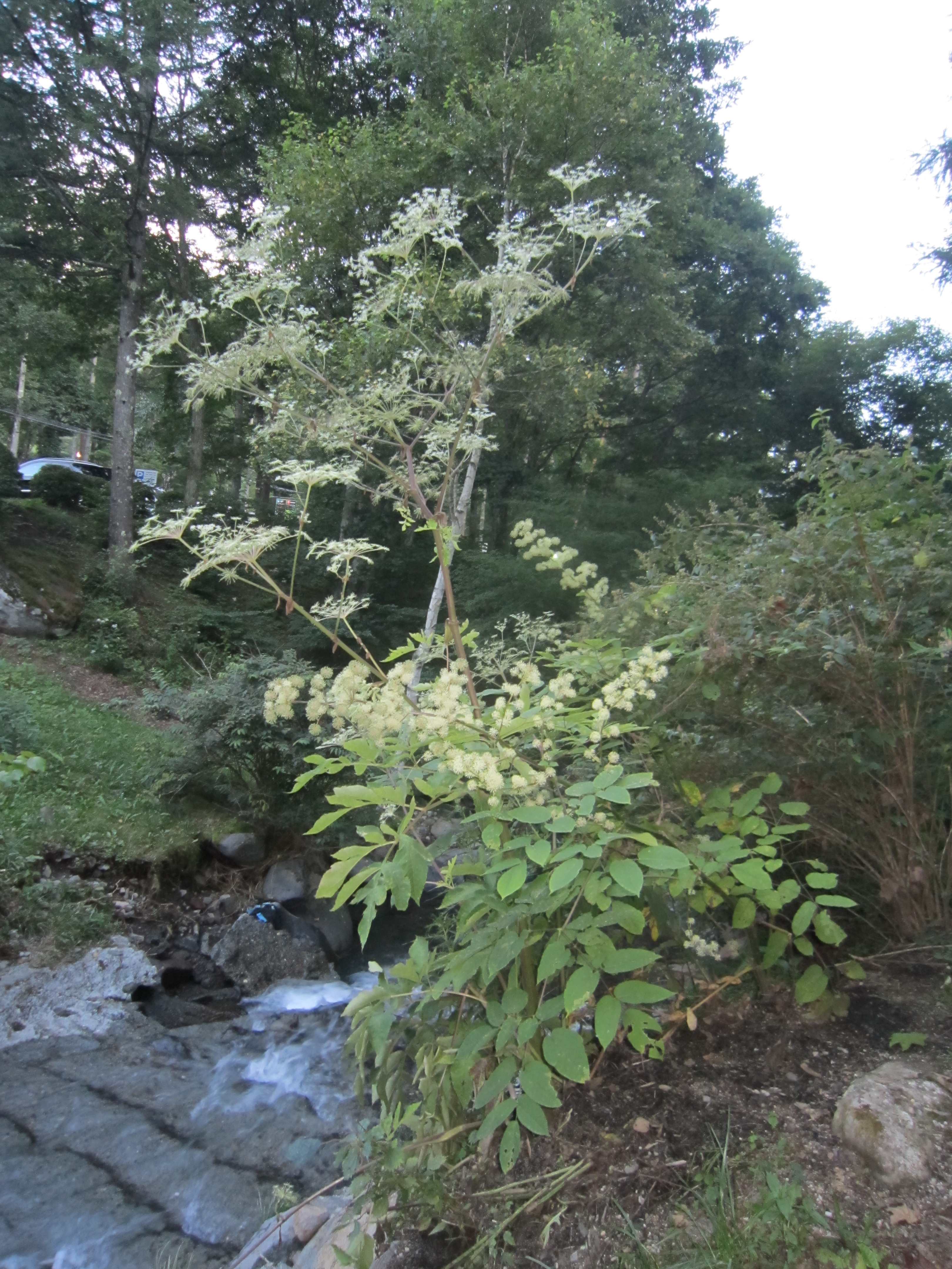 信州ビーナスライン 山遊びへ行こう ブログ 秋の花を探してみたけれど