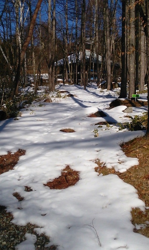 雪どけ小道.JPGのサムネール画像