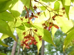 ④-1-2モミジの花と実2.jpg