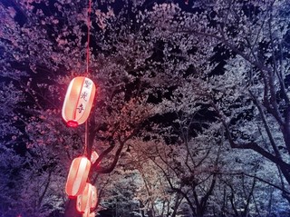 ③聖光寺夜桜.jpg