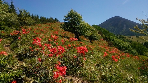 ⑩稜線と蓼科山（ツツジ）.JPG