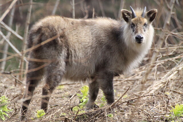 1280px-Nihonkamoshika-akita.jpg