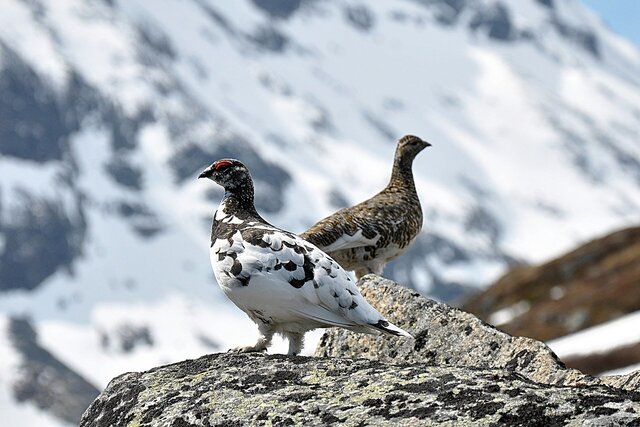 Rock_Ptarmigan_(Lagopus_Muta).jpg