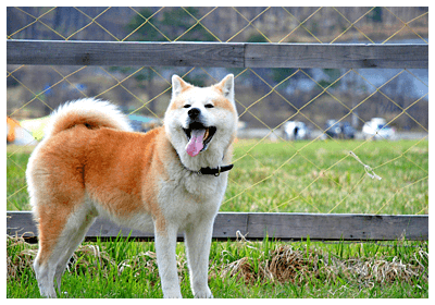 detailMain_akita.png