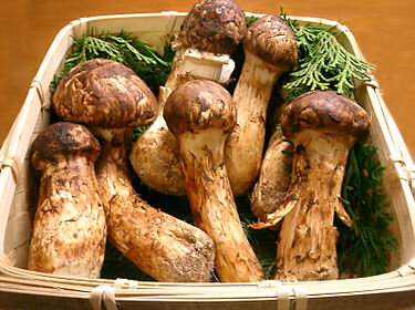 375px-Matsutake.jpg