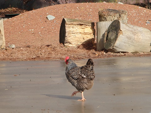 2-1.161203アルプス公園小鳥と小動物の森.jpg