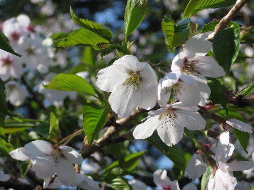 IMG_0063sakura.jpg