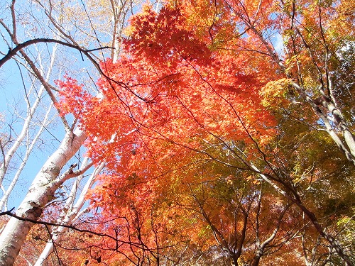 IMG_4065momiji5.jpg