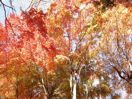 IMG_4066momiji3.jpg