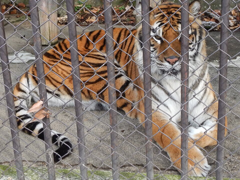 1.須坂市動物園トラ.JPG