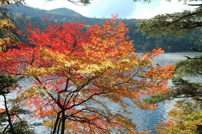 白駒池の紅葉-thumb-400x265-42490.jpg